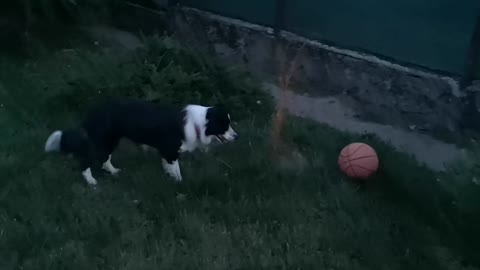 Border Collie Dog Playing With Her Ball