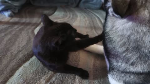 Cute Kitten Beats Up Husky