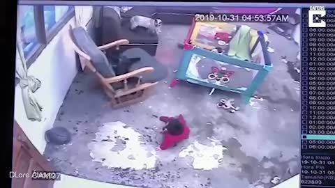 Brave cat save toddler from falling.