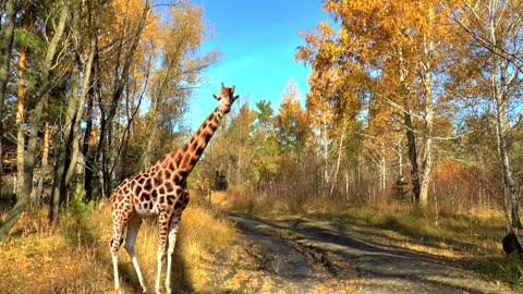 Giraffe Animals Nature Video complication #shorts