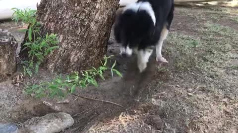 Super obsessed Border Collie digs up rock for hilarious reason