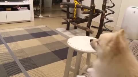 Dog training Funny Dog lovers