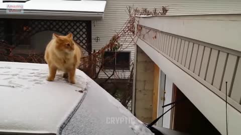 epic fail cat jump