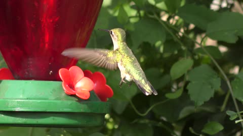 Ruby Throated Hummingbird female feeding on nectar