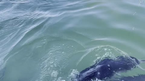 Dolphin Shows of Her Calf to Dolphin Feeding Cafe