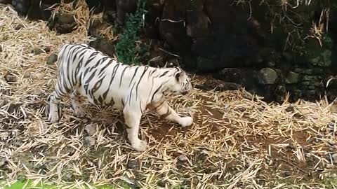 The beautiful white tiger