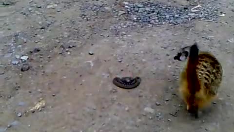 Meerkat vs Snake