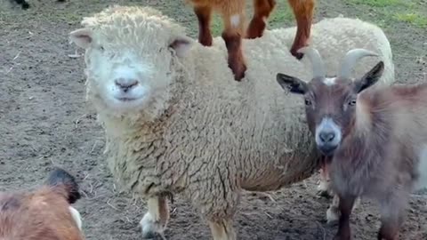 Woow ! Cute sheep that befriends the goat