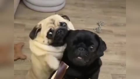 cute puppy videos