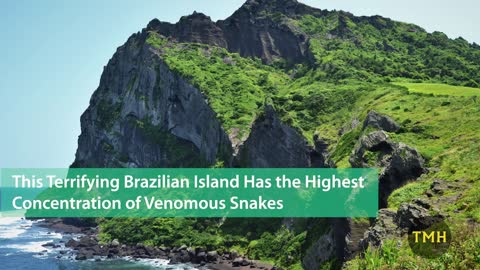 Snake Island - Brazil (Ilha da Queimada Grande)