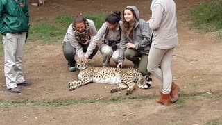 Group of girls give Cheetah some love