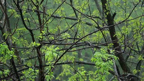 Asmr 💧 Rain sounds with Raindrops Falling on Leaves & Trees for a Relaxing for Sleep.