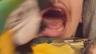 Parrot and Owner Have a Scream Off