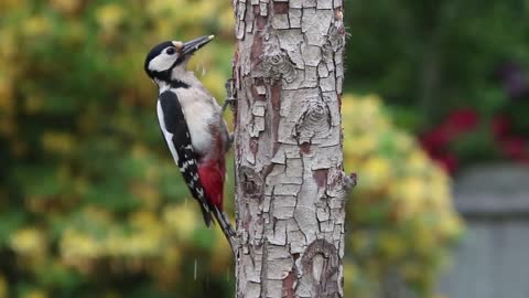 Pileated Woodpecker (male) drumming on hollow tree (Ontario, Canada).