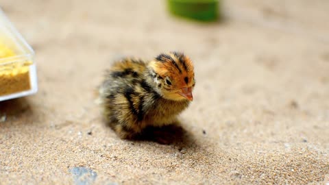 a chick going around in circles