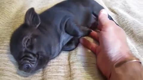 Funny Black Pig cute