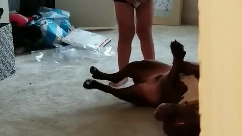 Pupper Plays Dead