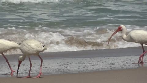 stork on the beach