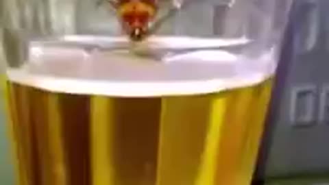 Cockroach Drinks A Beer!