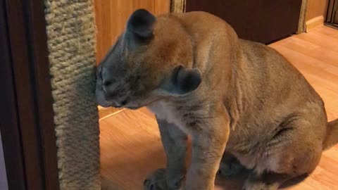 A well-bred Puma sharpens its claws on the scratching post