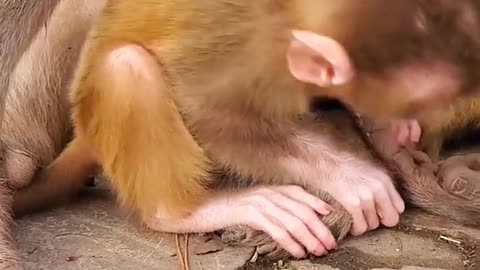 Adorable Baby Monkey You Should Skip Watching #3