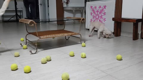 Onu likes tennis balls