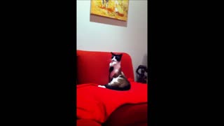 This cat just can't stop biting his nails!