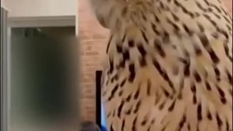 An owl 🦉 playing with me l funny animals videos l funniest animal video ever