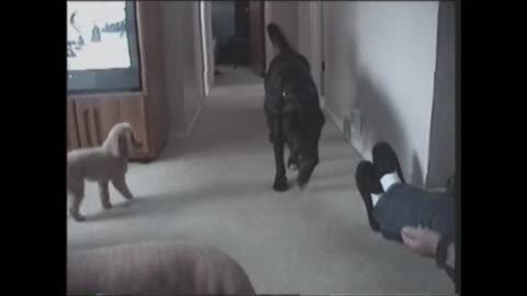 Poodle and Black Lab illustrate the power of teamwork