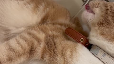 Cat Takes Sink Bath While Faucet Drinking