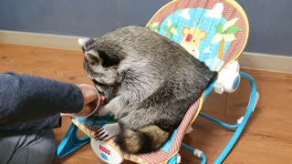 My brother takes his empty fist out of the cup and plays tricks on Raccoon.