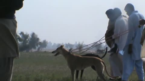 Dog vs rabit chasing