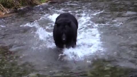 Black Bear Chasing Salmon Feeding Fish River