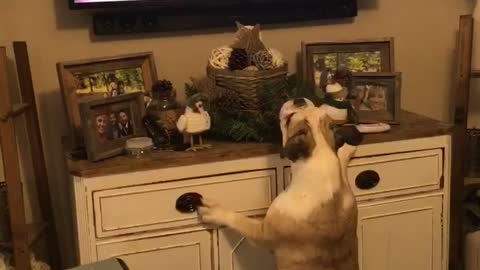 Bulldog barks at animated dogs on TV