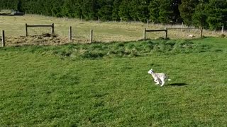 Sheep Sends Dog in Circles