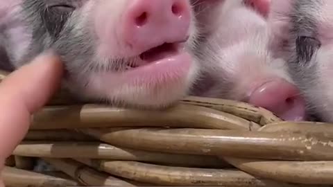 Cute little pig smiling