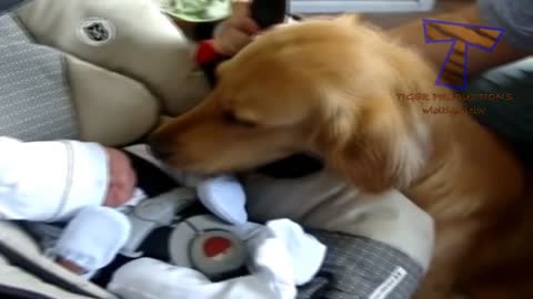 Cats & Dogs Meet Babies For The First Time