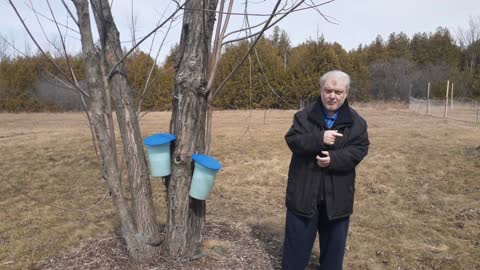 Maple syrup final product