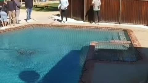 Dog run over the swimming pool everyone is shocked