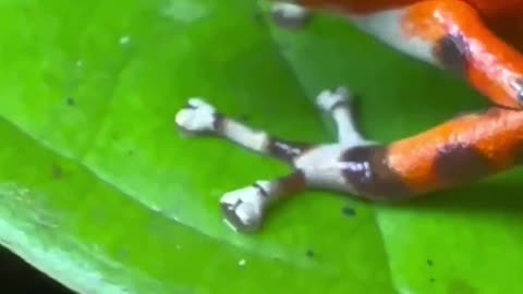 Poison Dart Frog’~The Frogs’ Poison Is In Their Skin Making Them Toxic To Touch The Poison Can Even Be Fatal !