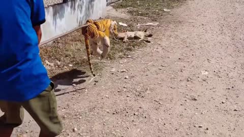Prank Tiger Dog VS Dog