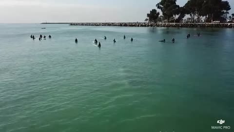 Whales Swims Beneath Group of Surfers Off Southern California Coast