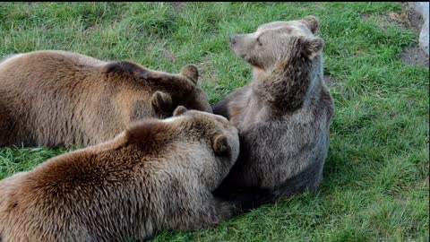 brown bear feed