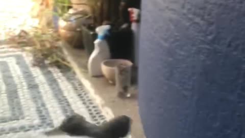 puppy good morning belly flop down staircase