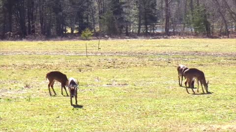 Deer Grazing in Great Smoky Mountains 4