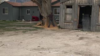 Tree fail