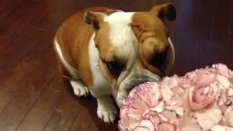 CUTE English Bulldog asks to smell the flowers