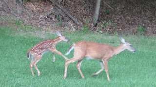 Male fawn