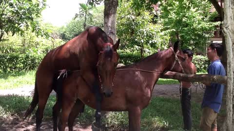 Wow!!! Horse mating | Amazing Man Breed bred Horse | How to bred Horse Part 7