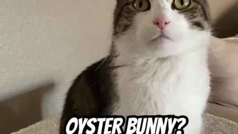 Oyster Bunny? Say what?